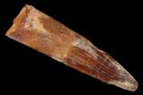 Spinosaurus Tooth - Partial Root #169710-1